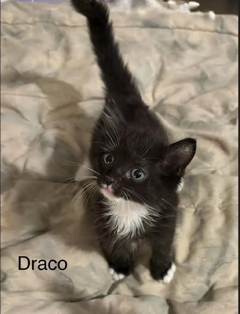 Enlarge Draco, a Adoptable Domestic Medium Hair in Safety Harbor, FL image 2/2