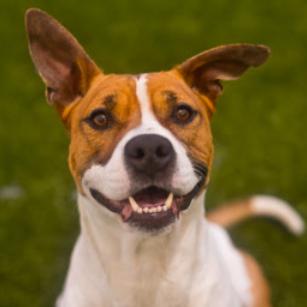 Rusty, Adoptable, Adult Male Mixed Breed.