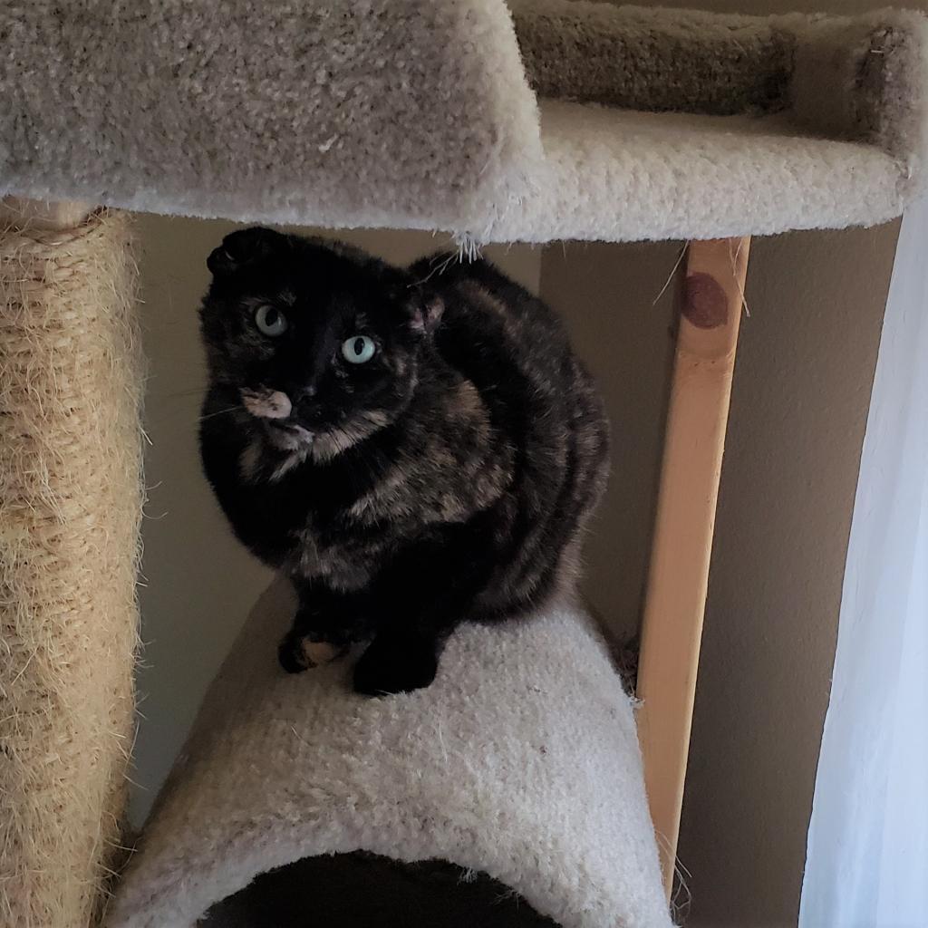 Beautiful, Adoptable, Senior Female Domestic Short Hair.