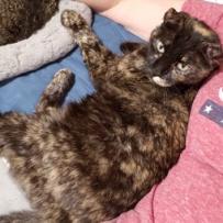 Beautiful, a Adoptable mixed breed in Bulverde, TX image 2/3