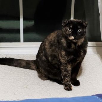 Beautiful, a Adoptable mixed breed in Bulverde, TX image 3/3