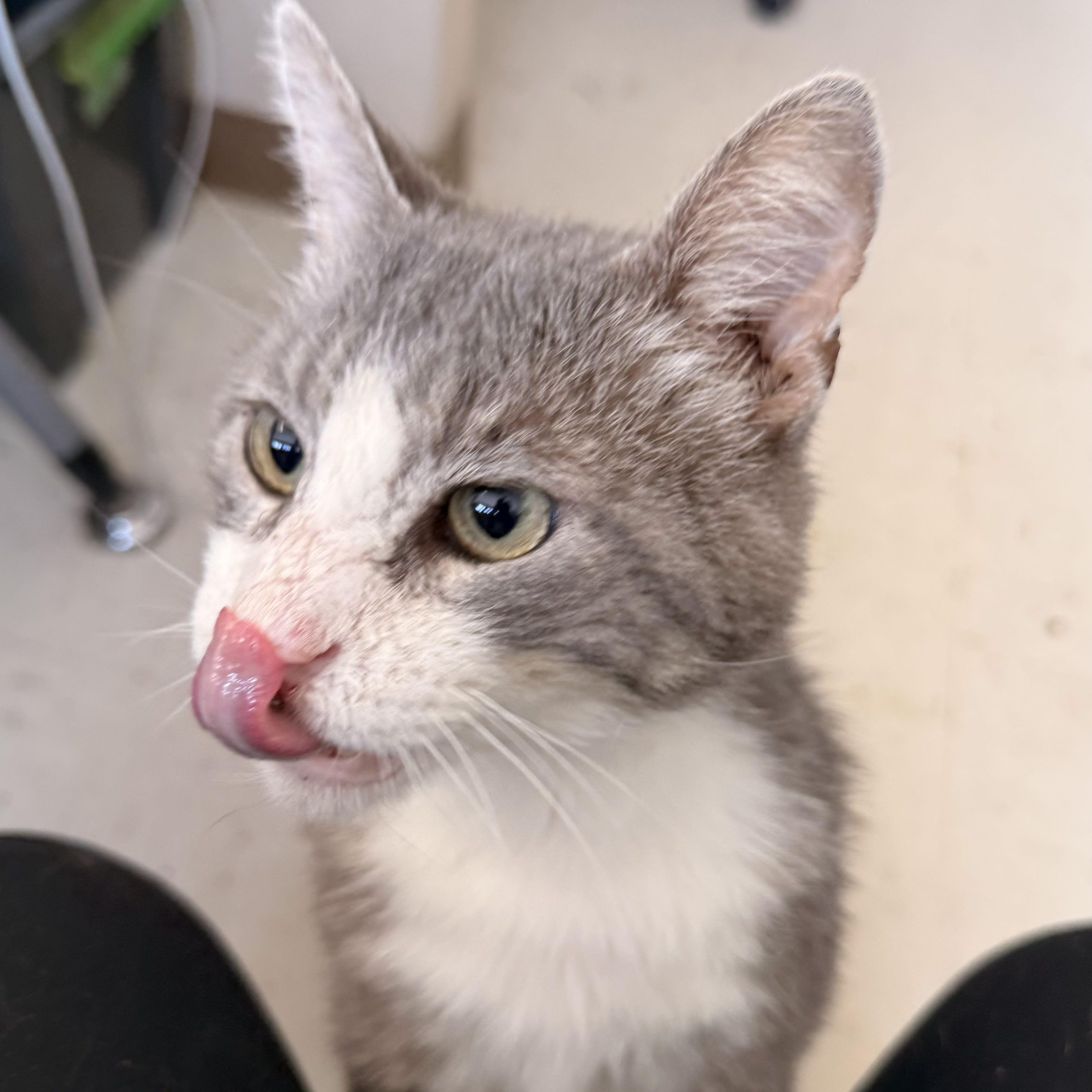 Wilbur, a ADOPTABLE Domestic Short Hair in St. Louis, MO image 4/5