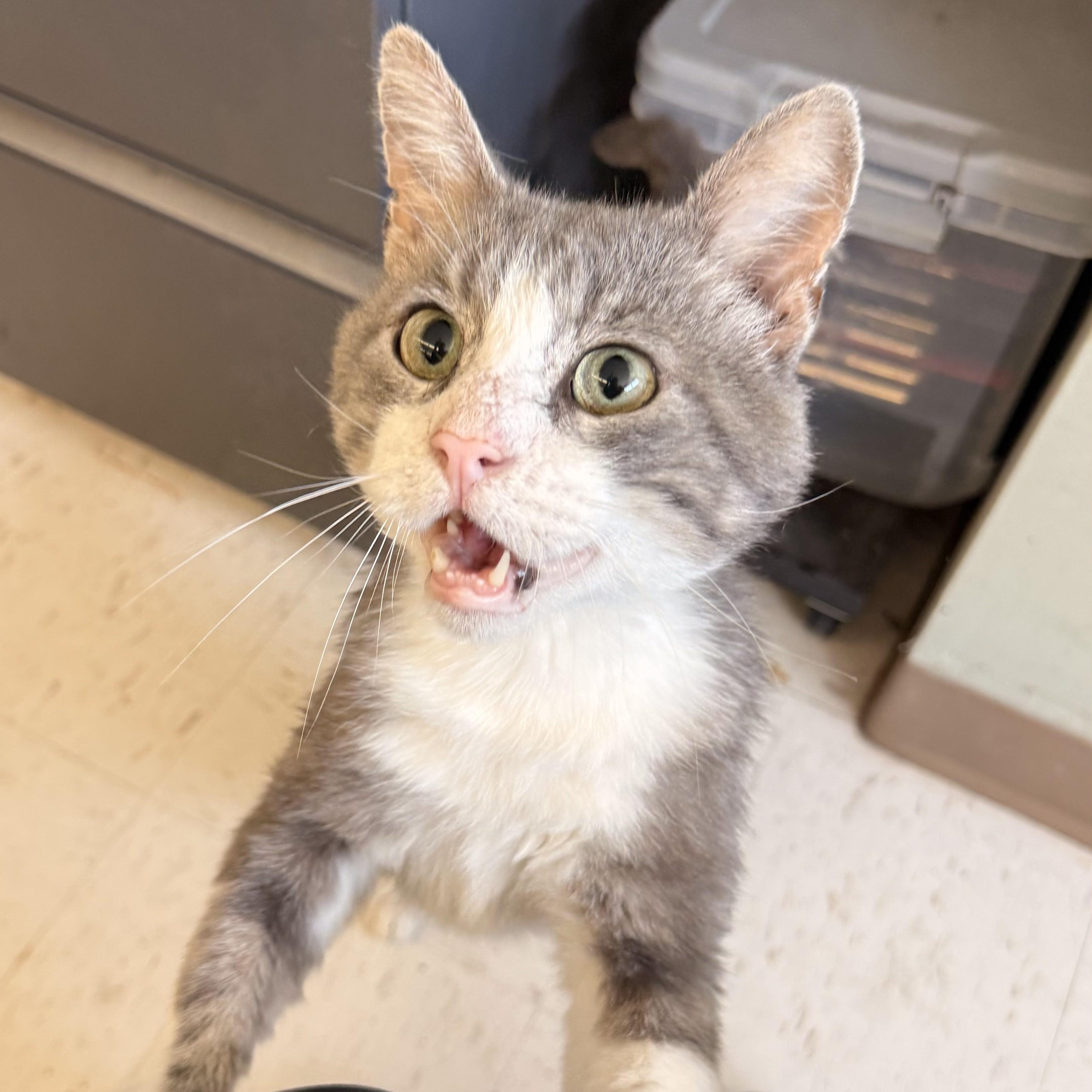 Wilbur, ADOPTABLE, Adult Male Domestic Short Hair.
