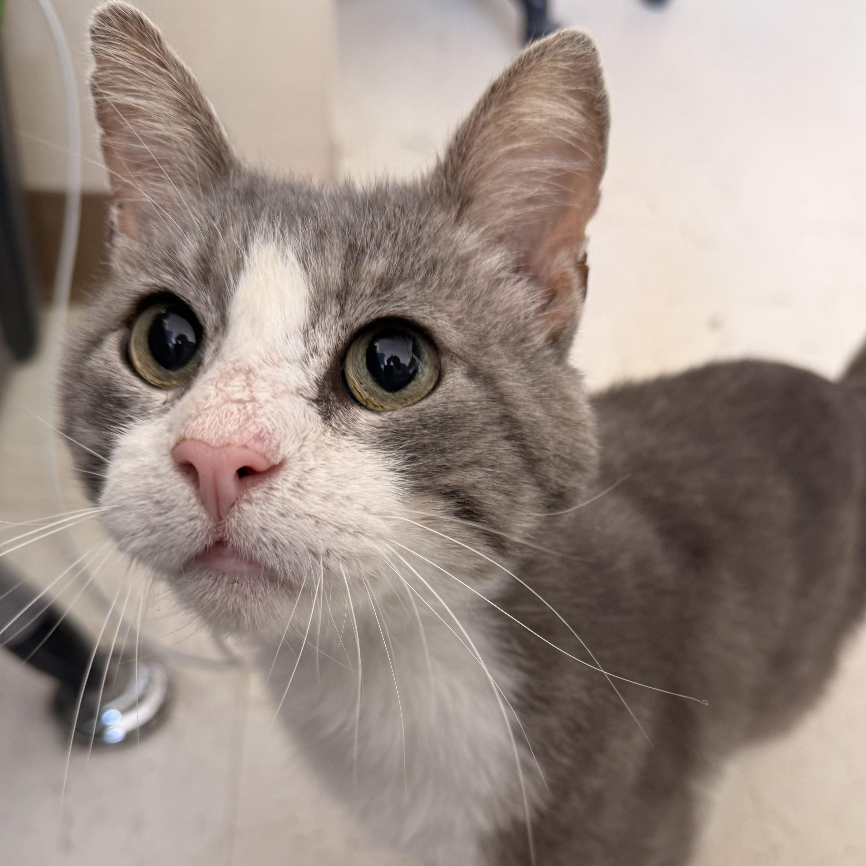 Wilbur, a ADOPTABLE Domestic Short Hair in St. Louis, MO image 3/5