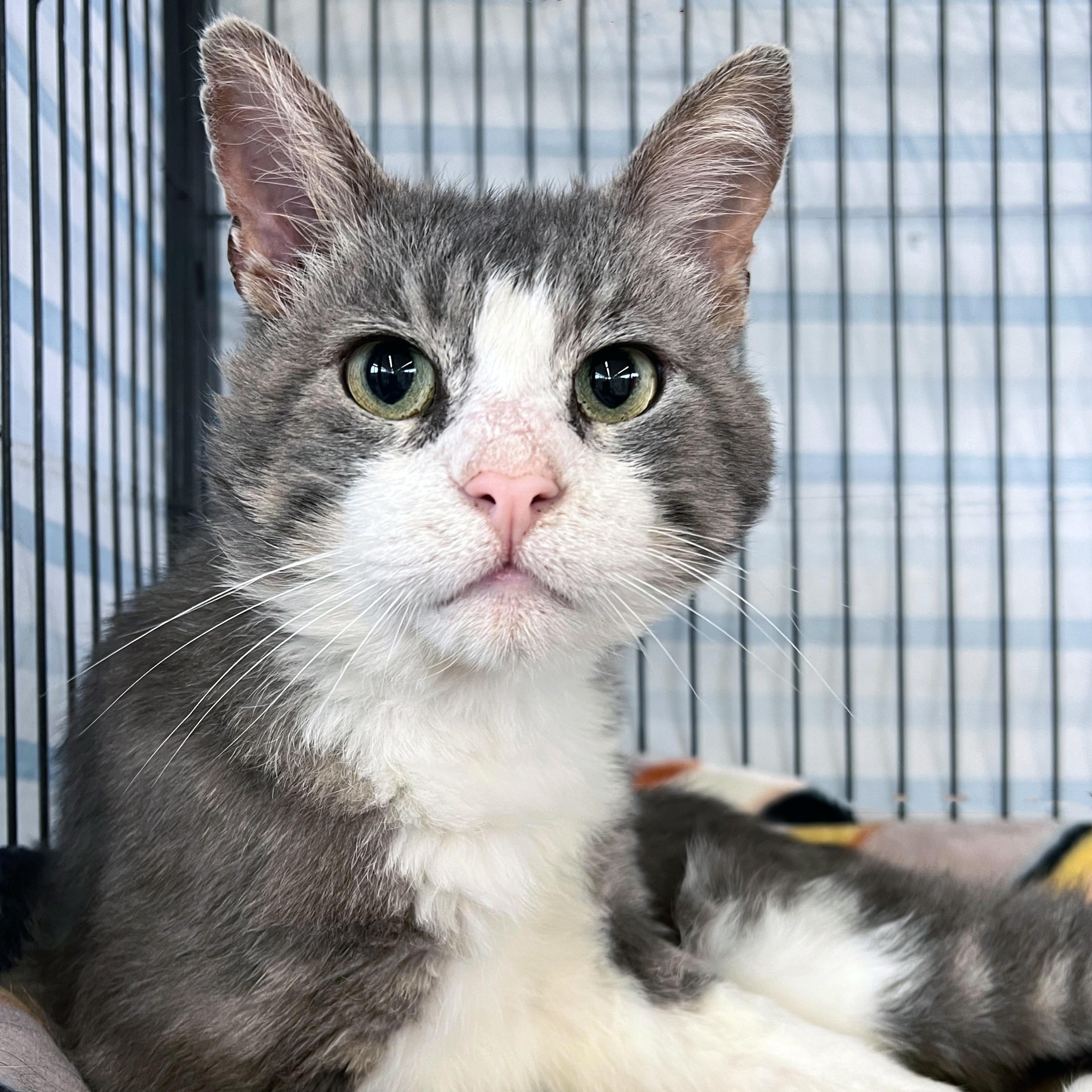 Wilbur, a ADOPTABLE Domestic Short Hair in St. Louis, MO image 2/5
