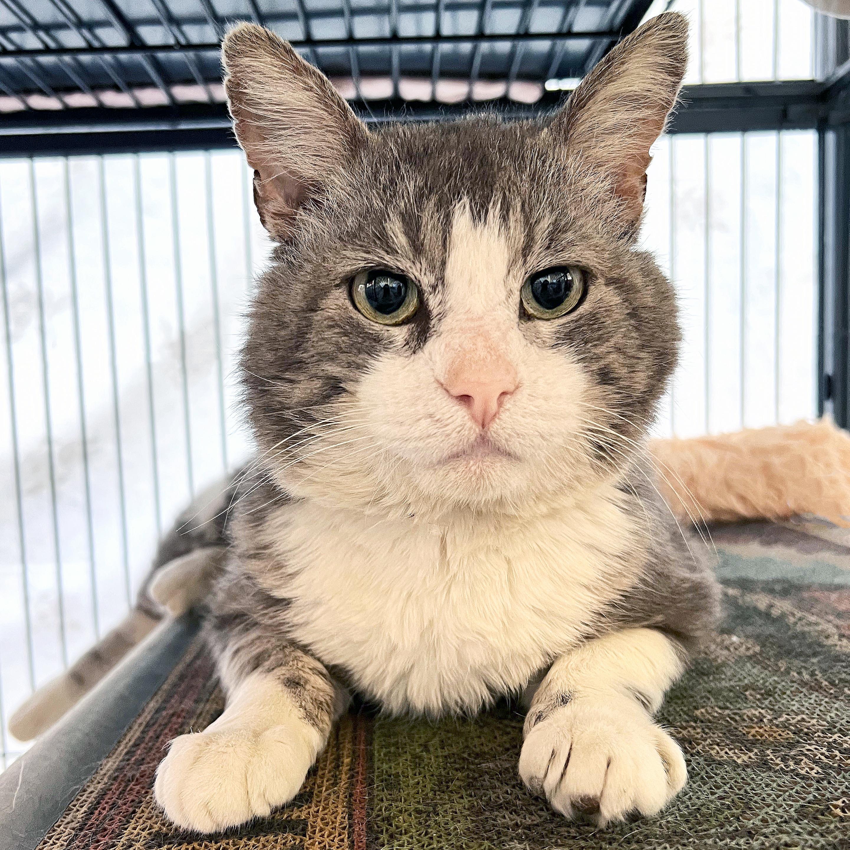 Wilbur, a ADOPTABLE Domestic Short Hair in St. Louis, MO image 5/5