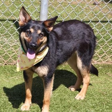 Wednesday, ADOPTABLE, Young Female German Shepherd Dog.