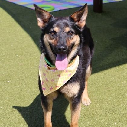 Enlarge Wednesday, a ADOPTABLE mixed breed in Danbury, CT image 3/3