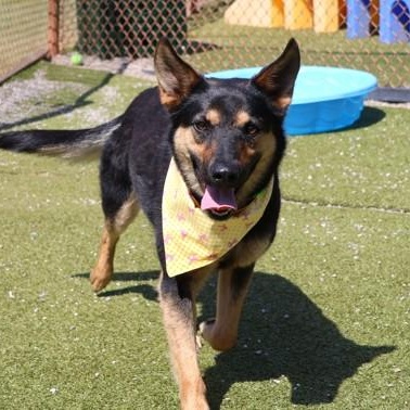 Enlarge Wednesday, a ADOPTABLE mixed breed in Danbury, CT image 2/3