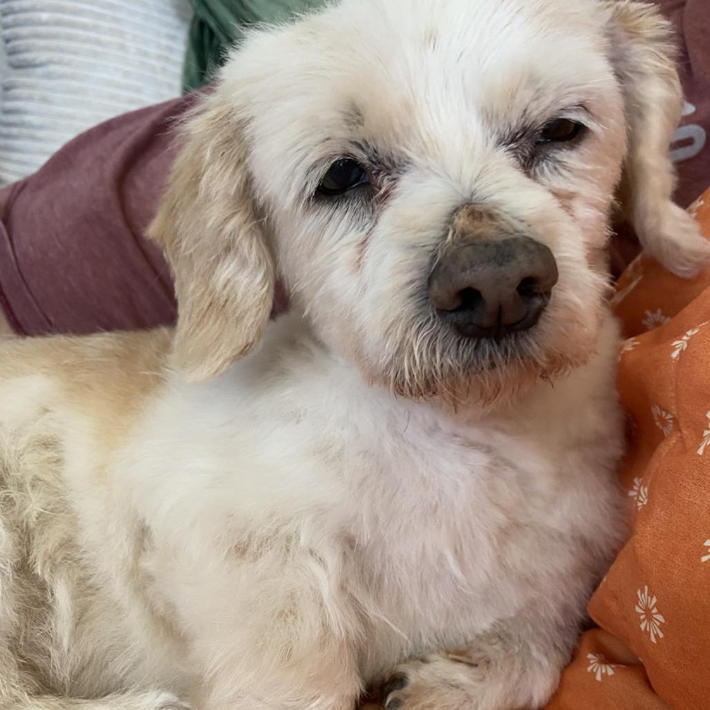 Chrome — thumbnail 4