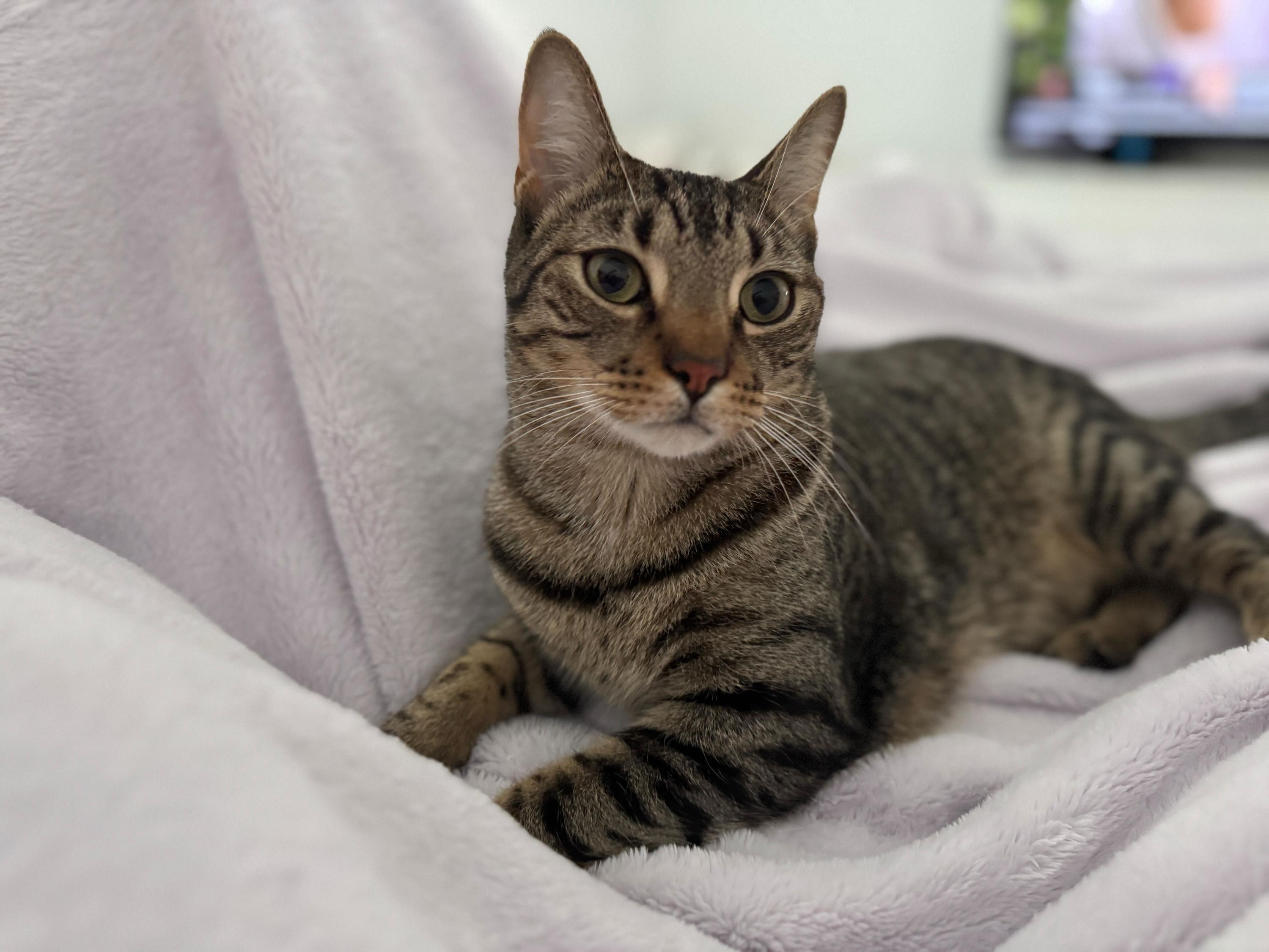 Enlarge Stevie P. Nutty Buddy, a Adoptable Domestic Short Hair in Long Island City, NY image 5/5