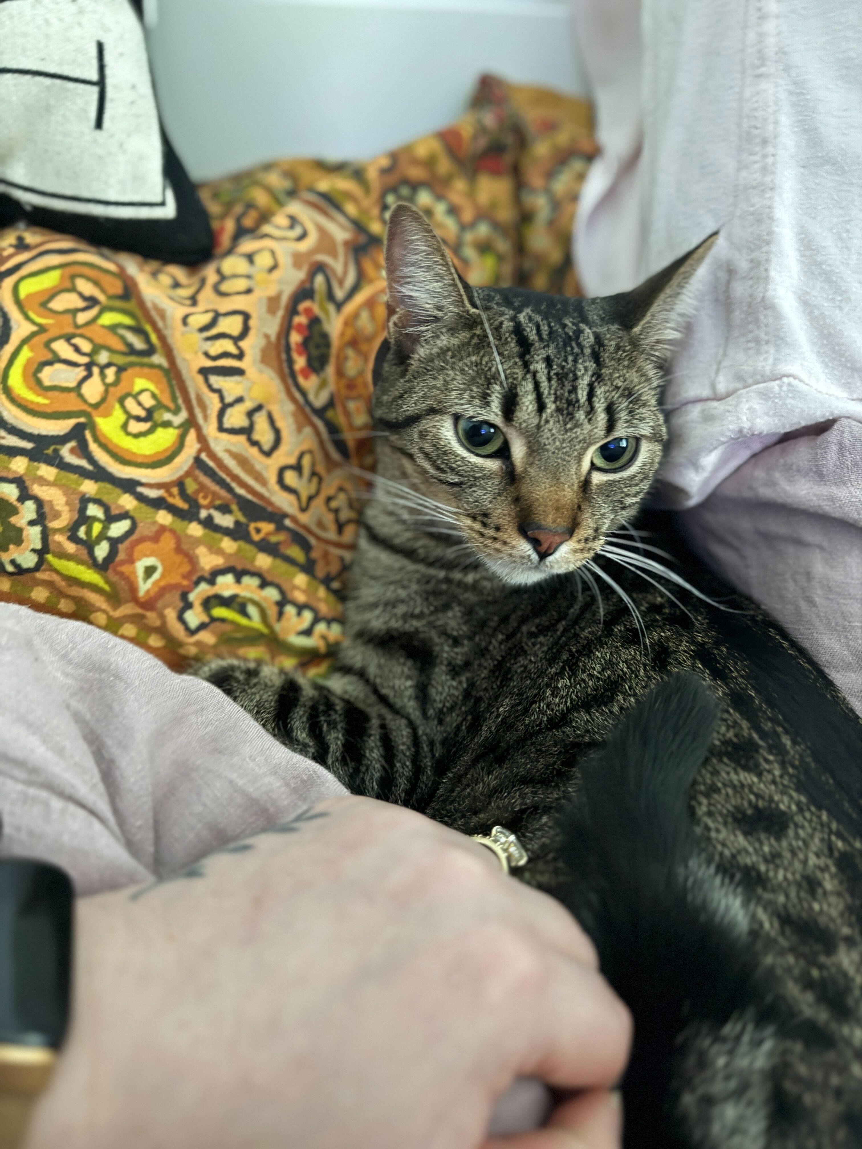 Enlarge Stevie P. Nutty Buddy, a Adoptable Domestic Short Hair in Long Island City, NY image 4/5