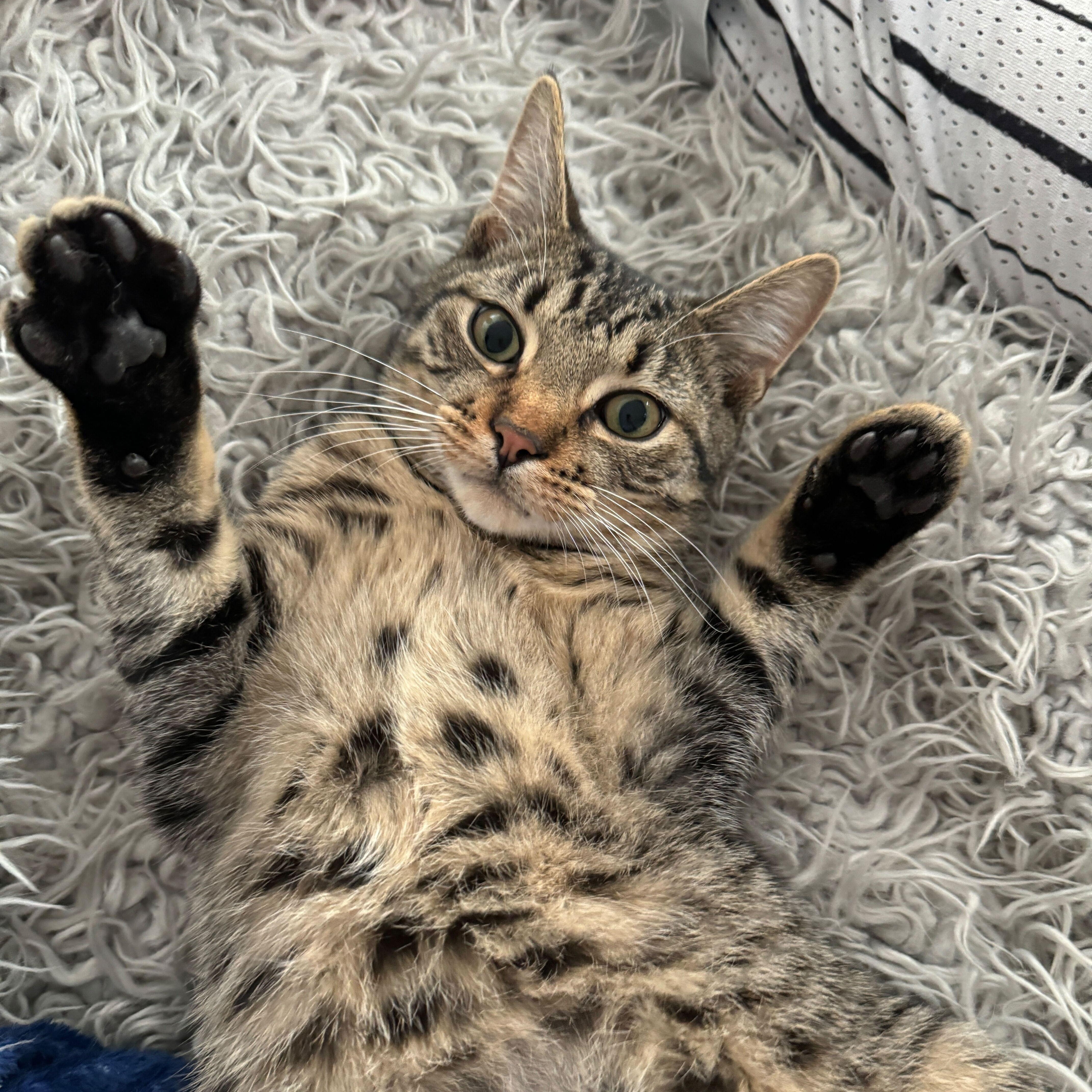 Enlarge Stevie P. Nutty Buddy, a Adoptable Domestic Short Hair in Long Island City, NY image 2/5