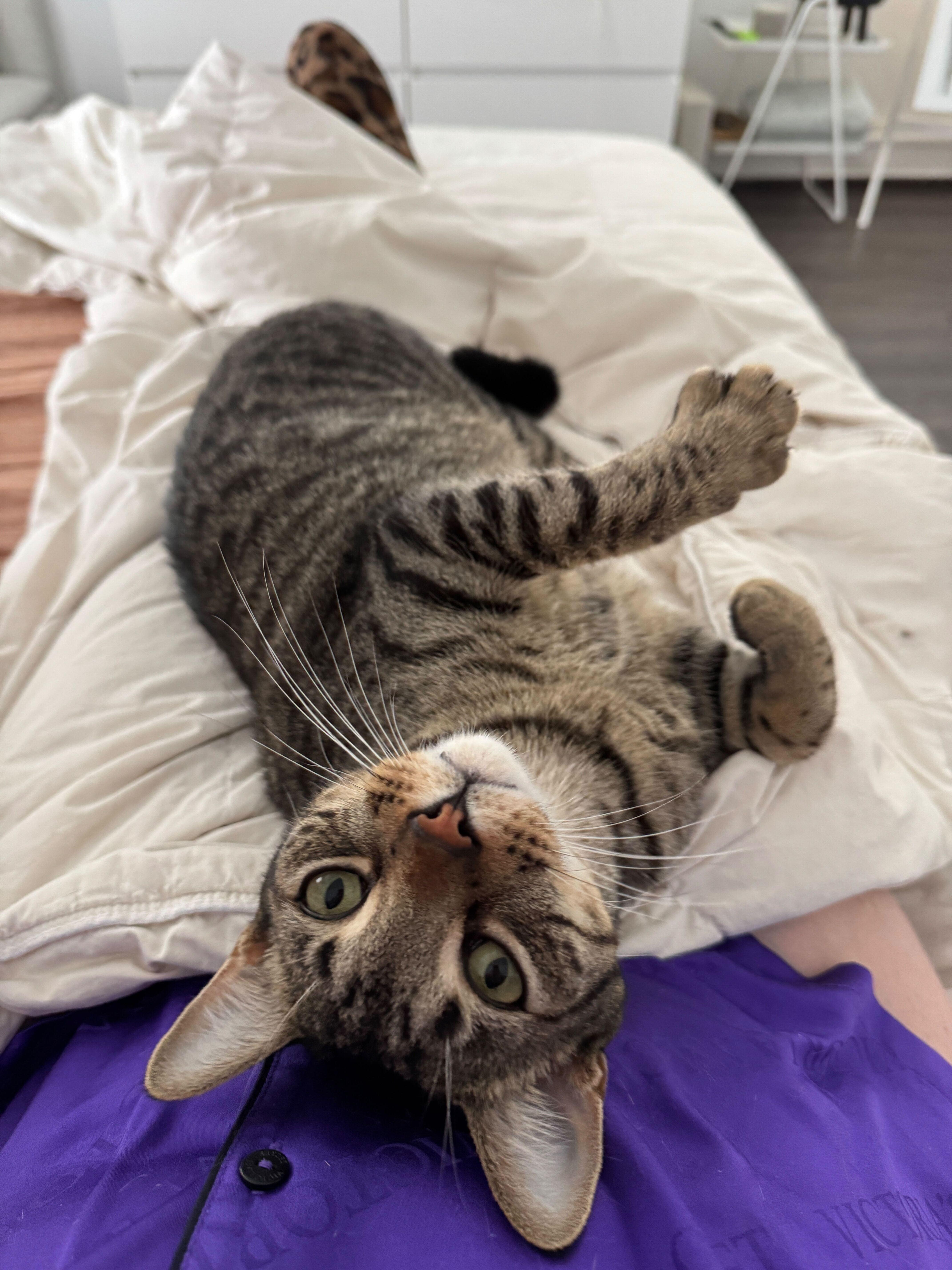 Stevie P. Nutty Buddy, Adoptable, Young Male Domestic Short Hair.