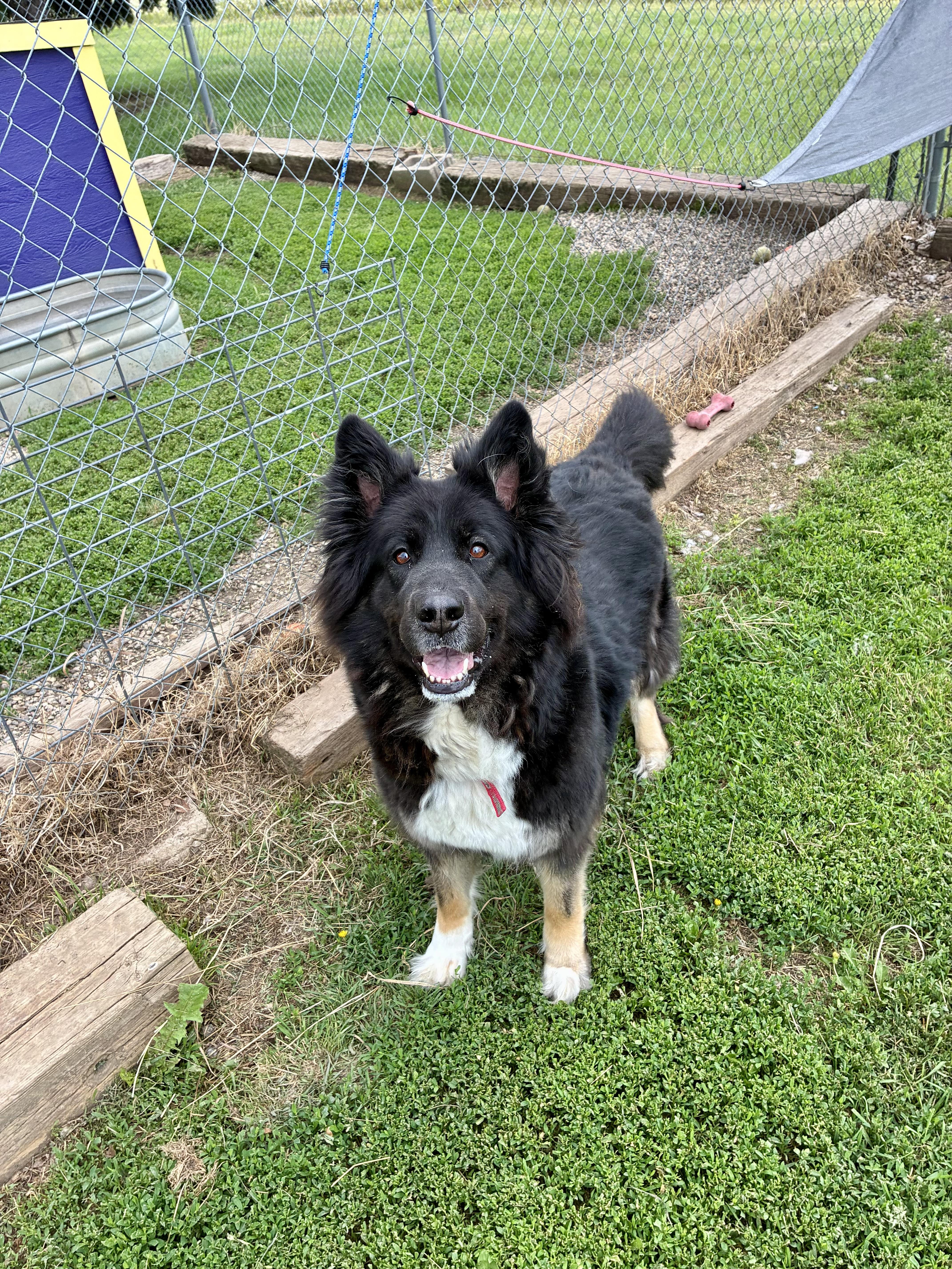 Enlarge Kona, a ADOPTABLE mixed breed in Jamestown, ND image 4/4