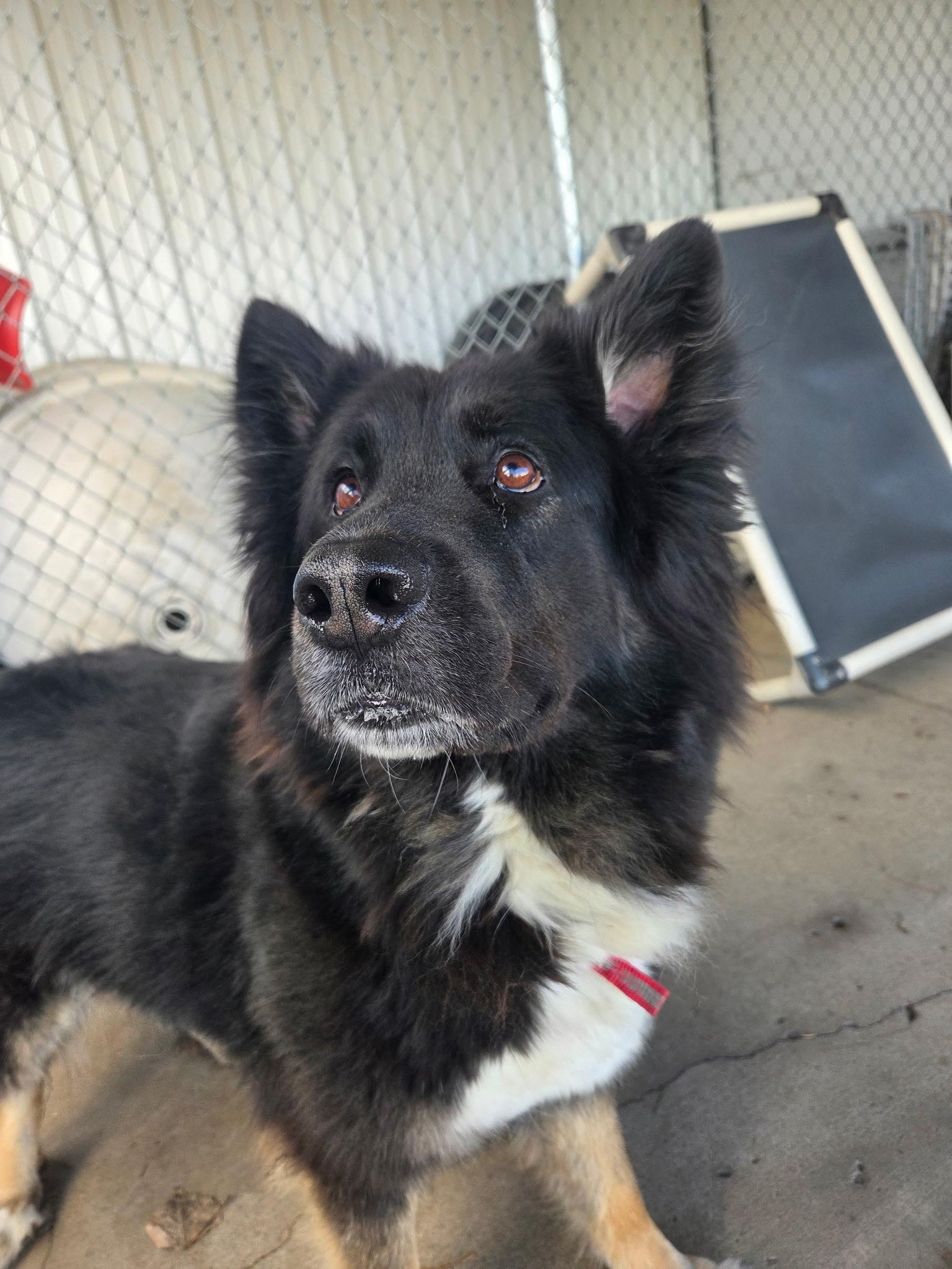 Enlarge Kona, a ADOPTABLE mixed breed in Jamestown, ND image 3/4