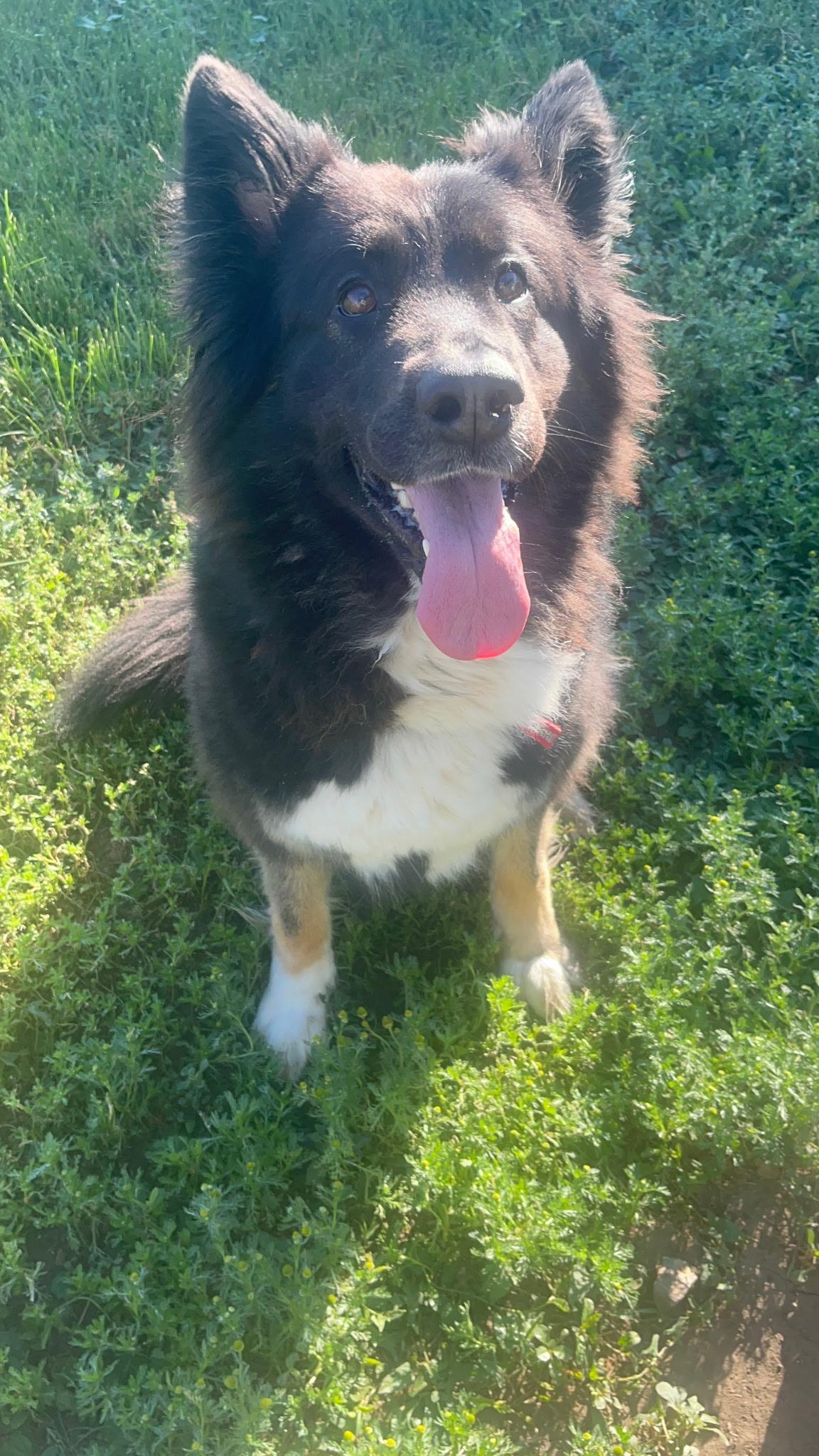 Enlarge Kona, a ADOPTABLE mixed breed in Jamestown, ND image 2/4