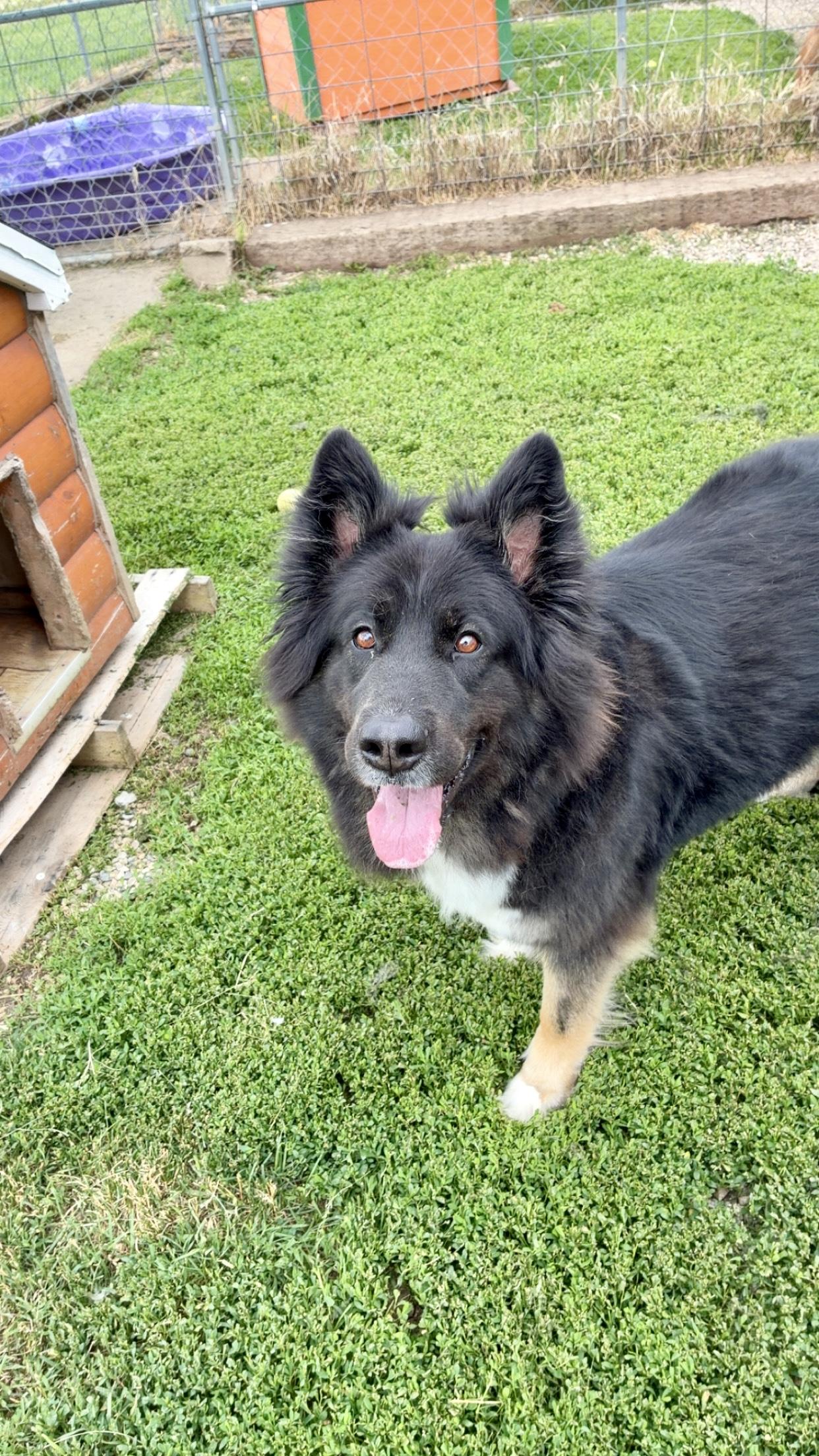 Kona, ADOPTABLE, Adult Female Mixed Breed.