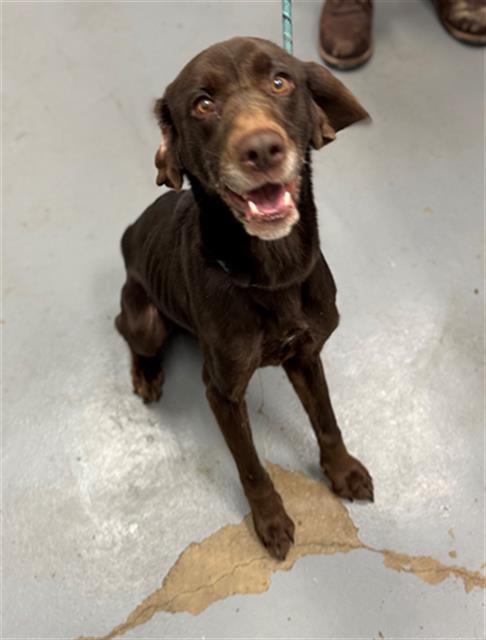 LIME, Adoptable, Adult Male Labrador Retriever.