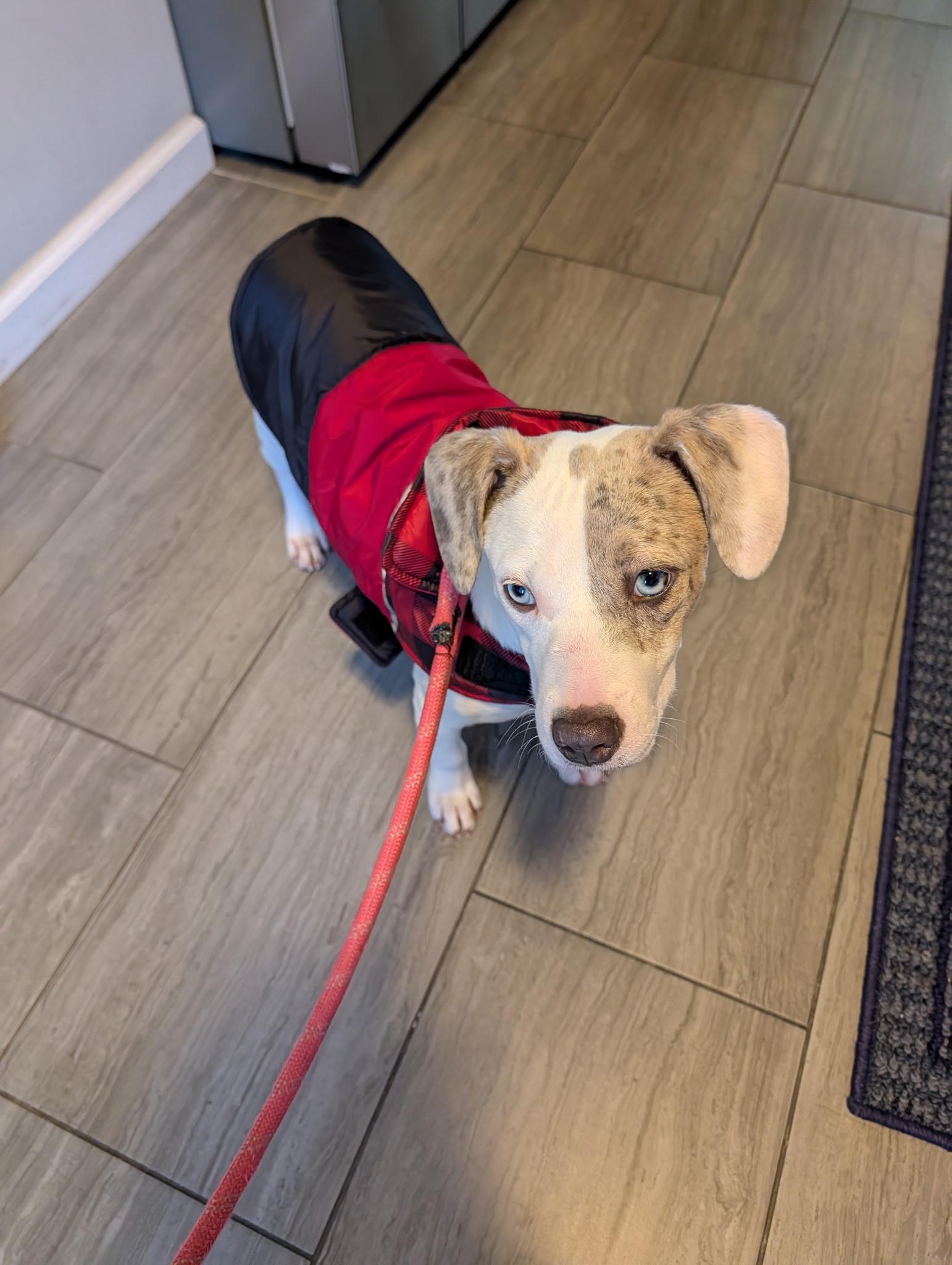 Enlarge Dazzle, a Adoptable mixed breed in Eatontown, NJ image 1/5