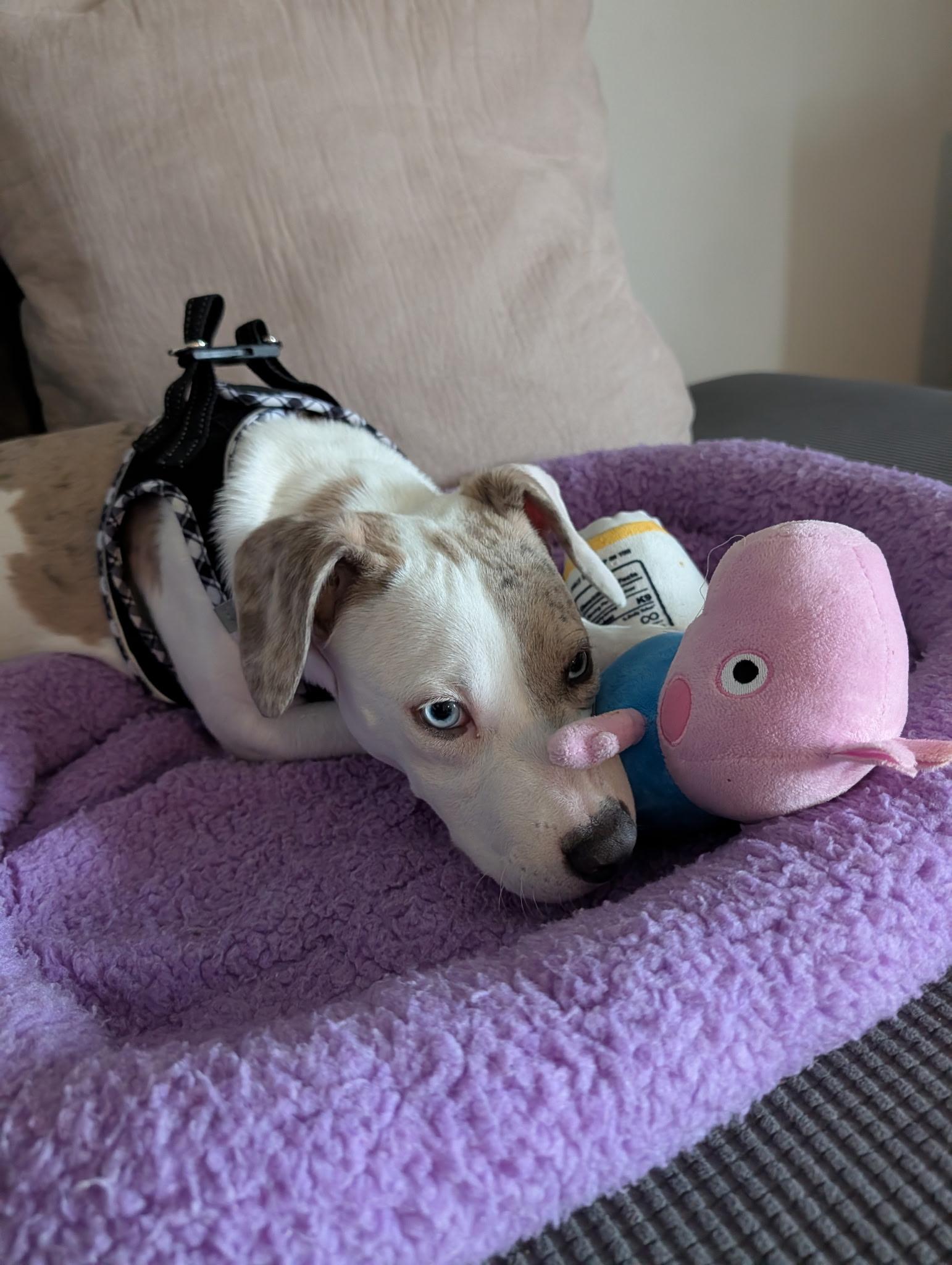 Enlarge Dazzle, a Adoptable mixed breed in Eatontown, NJ image 2/5