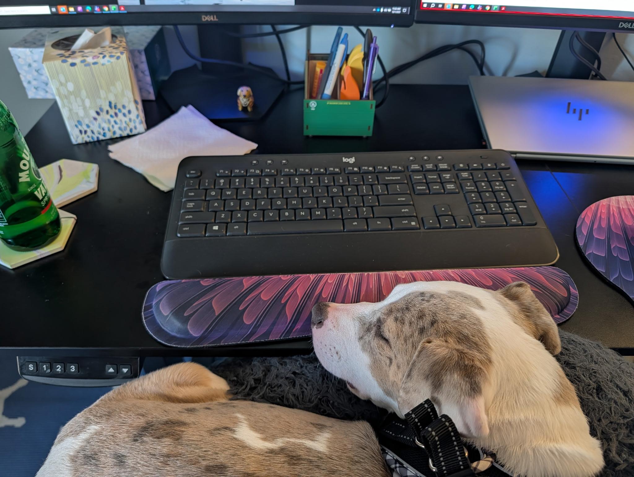 Enlarge Dazzle, a Adoptable mixed breed in Eatontown, NJ image 3/5