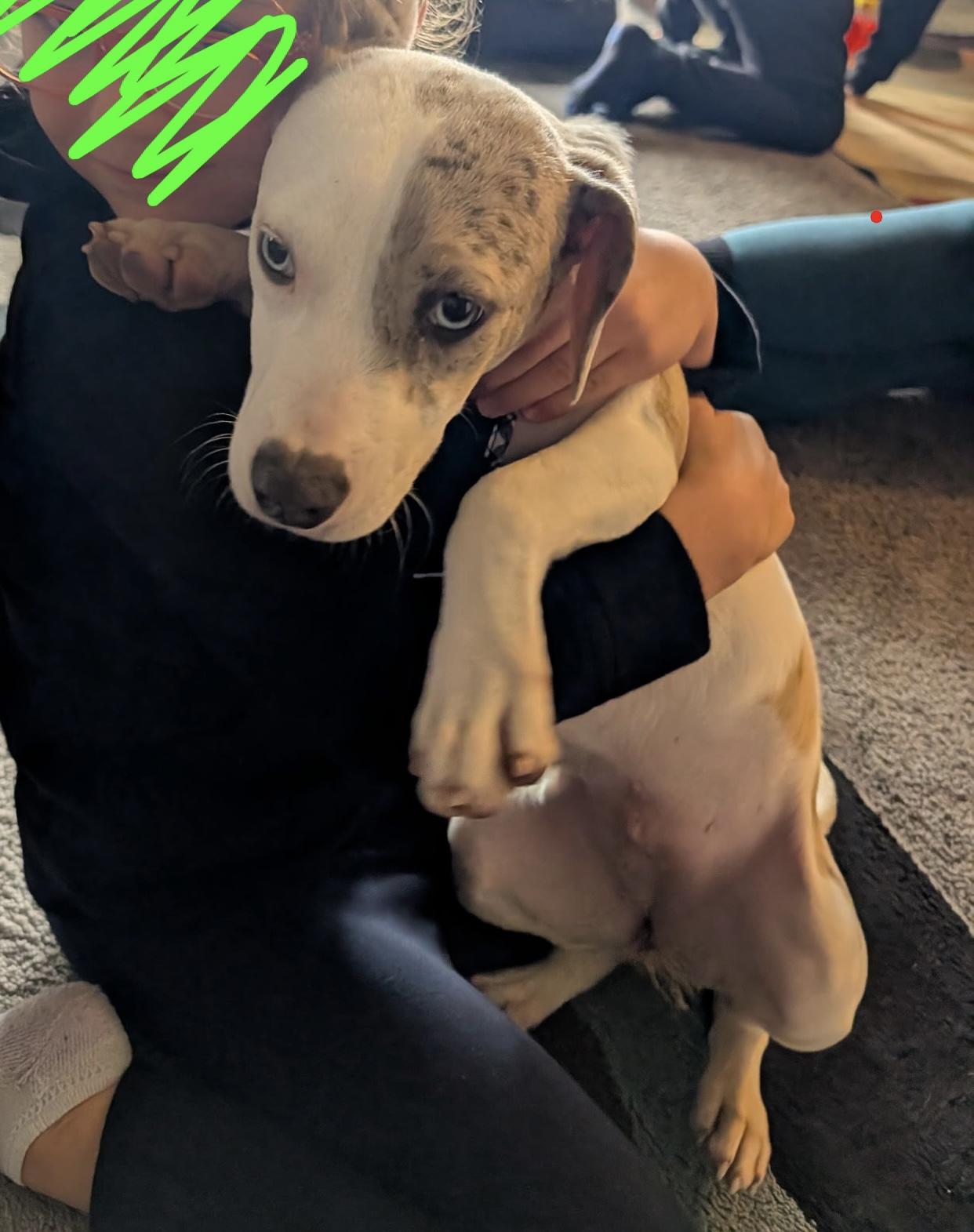 Enlarge Dazzle, a Adoptable mixed breed in Eatontown, NJ image 4/5