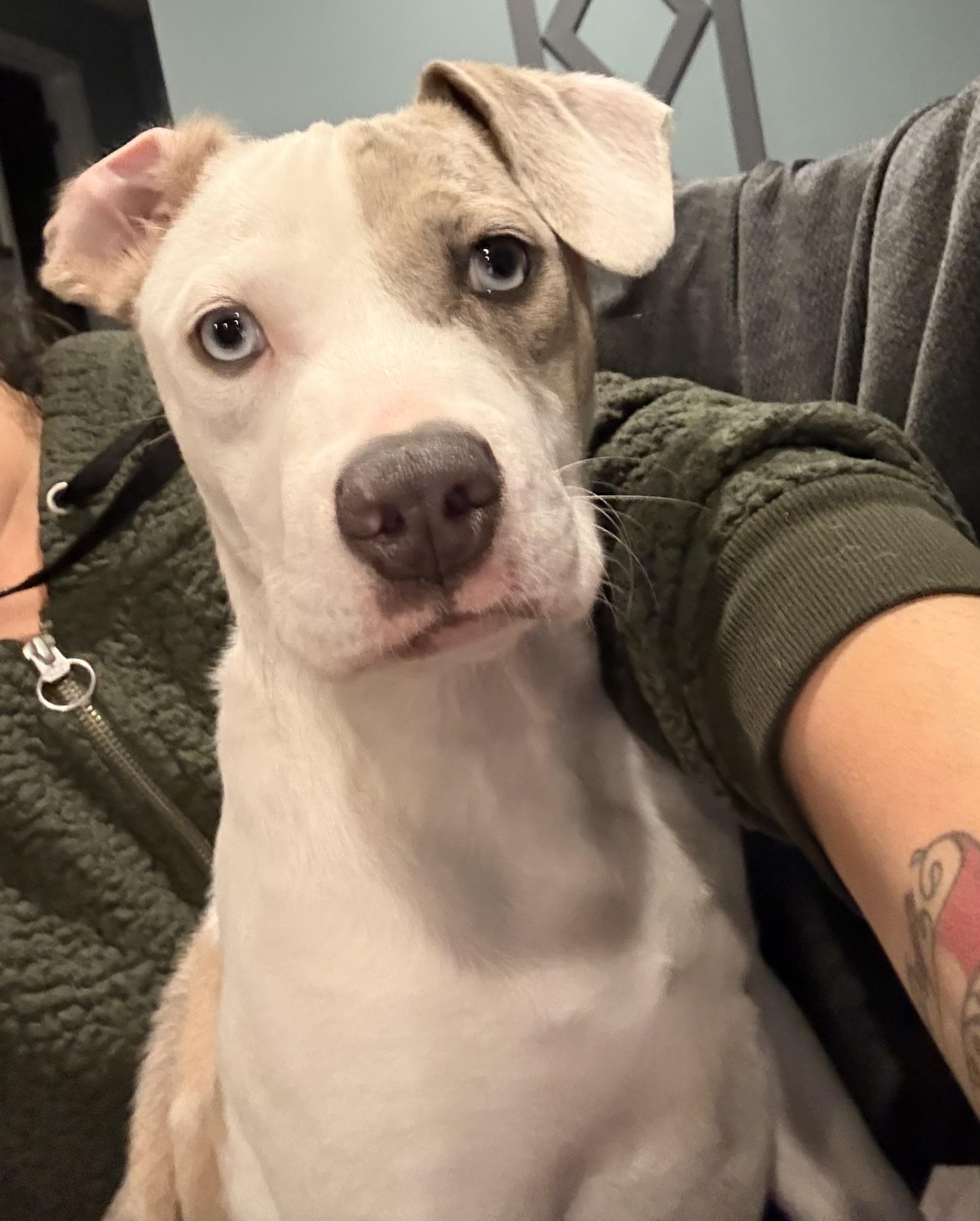 Enlarge Dazzle, a Adoptable mixed breed in Eatontown, NJ image 5/5