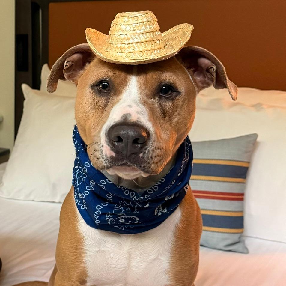 Enlarge Scotch, a Adoptable mixed breed in Ocala, FL image 1/6