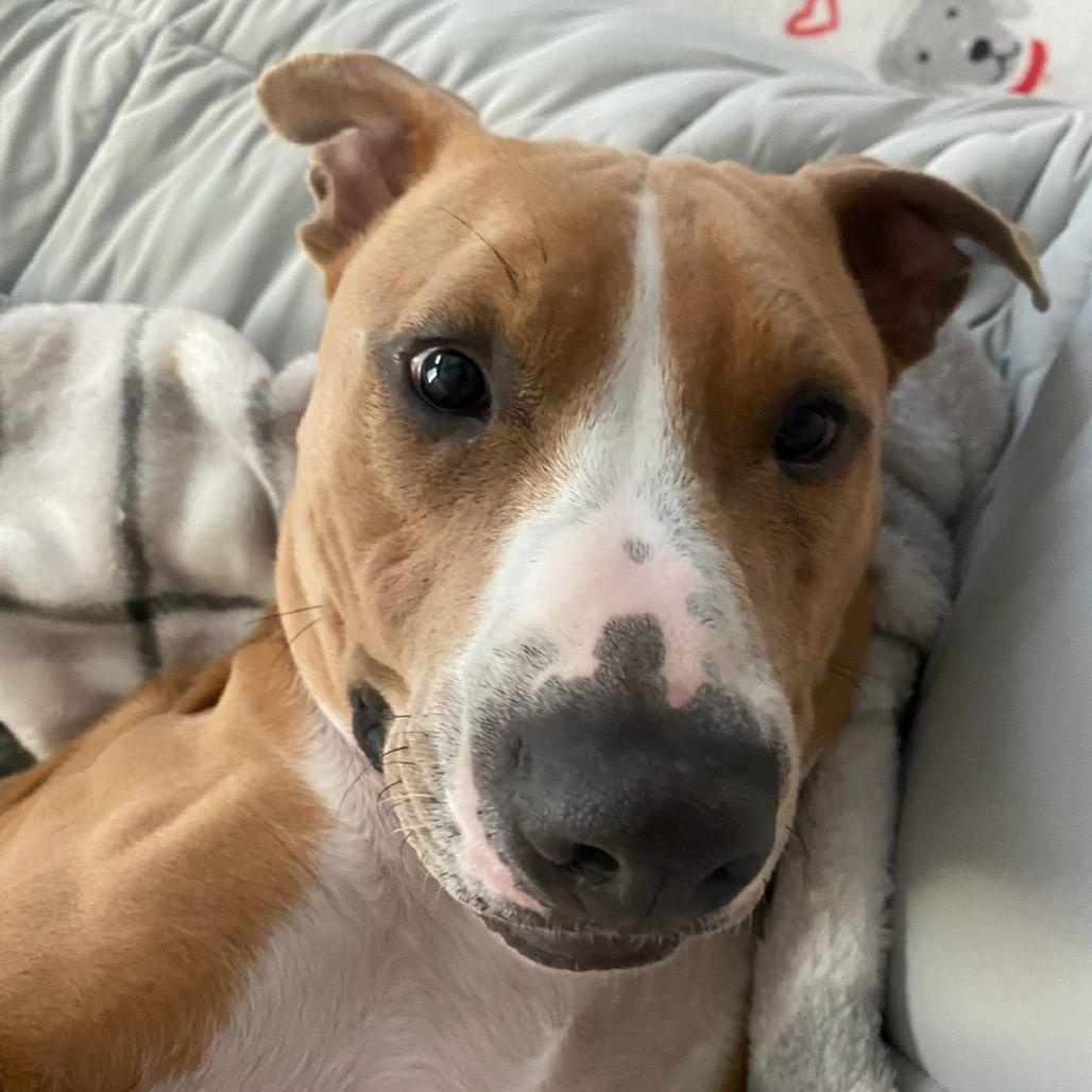Enlarge Scotch, a Adoptable mixed breed in Ocala, FL image 4/6