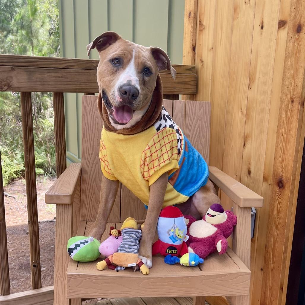 Enlarge Scotch, a Adoptable mixed breed in Ocala, FL image 2/6