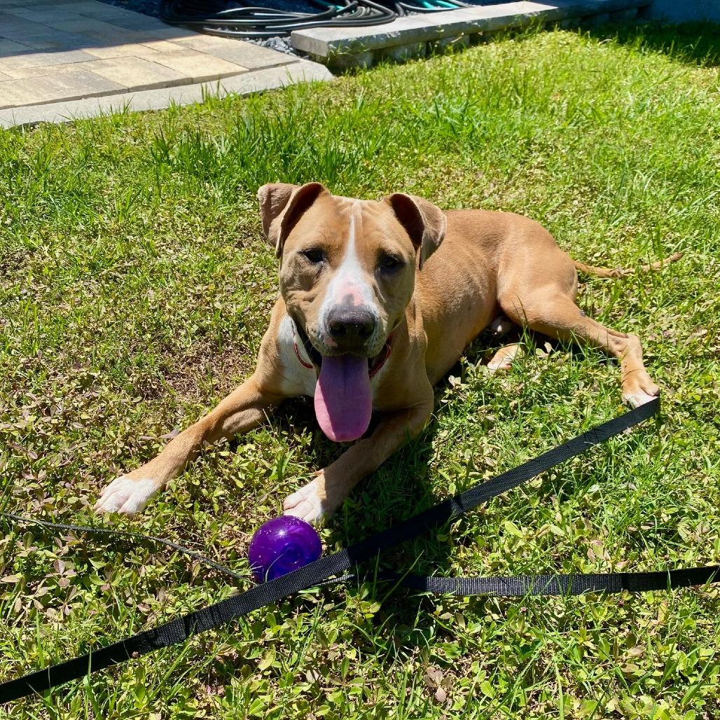 Enlarge Scotch, a Adoptable mixed breed in Ocala, FL image 6/6