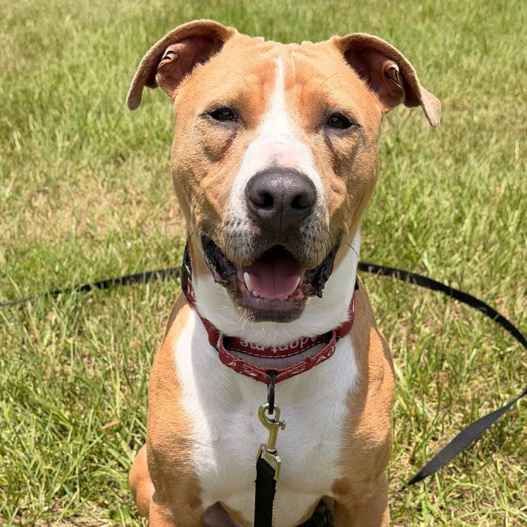 Enlarge Scotch, a Adoptable mixed breed in Ocala, FL image 3/6