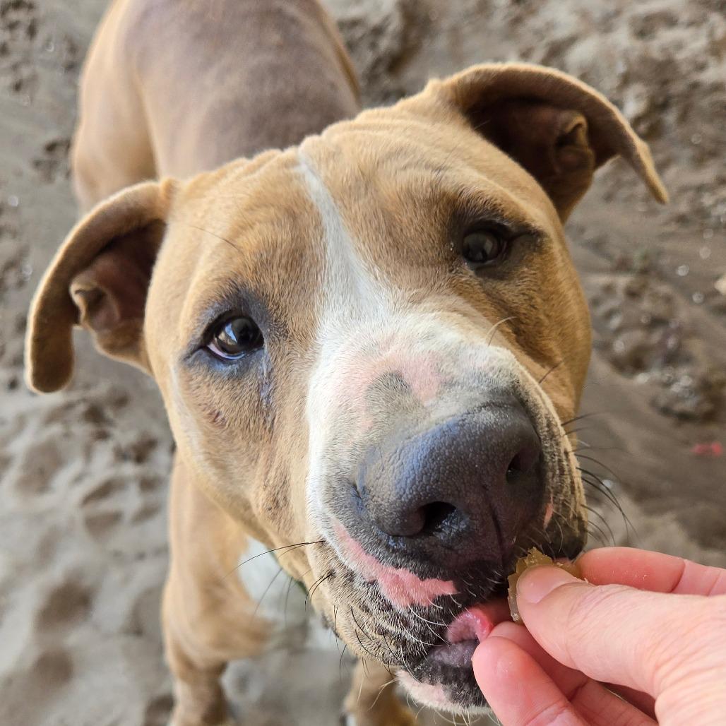 Enlarge Scotch, a Adoptable mixed breed in Ocala, FL image 5/6