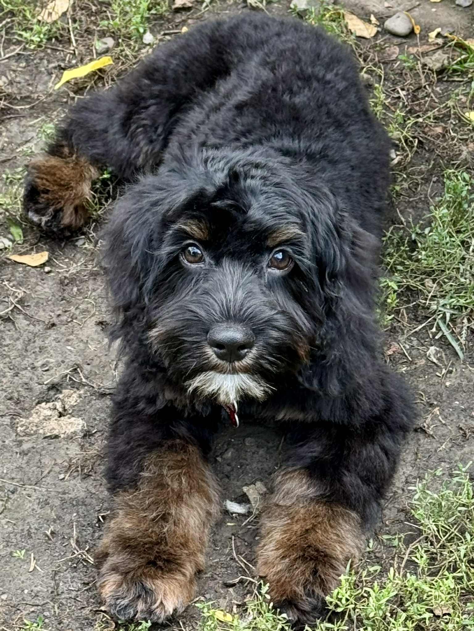 Oliver, a Adopted Cockapoo in Buffalo, NY image 1/3