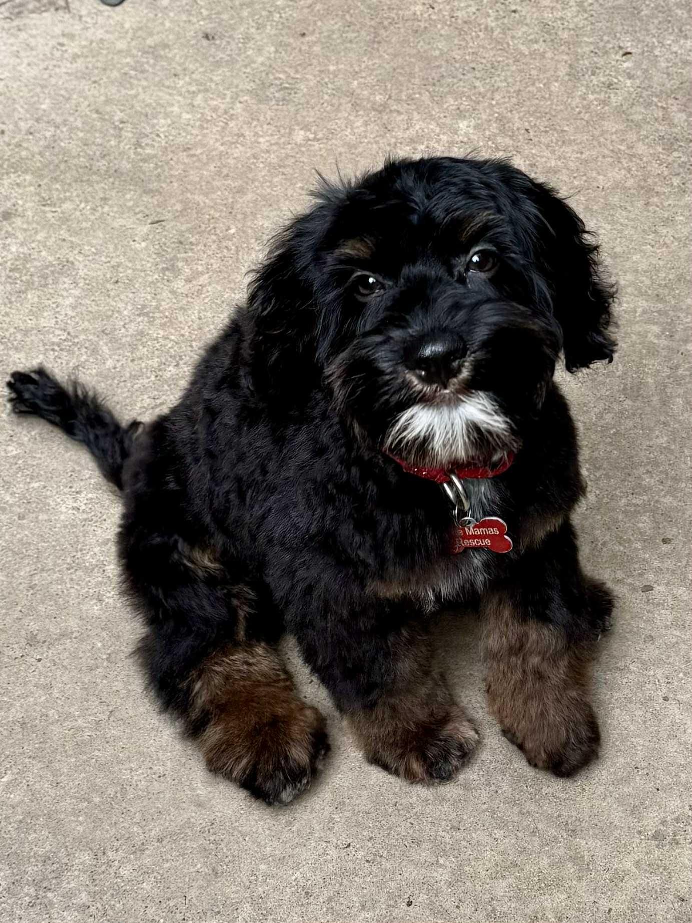Oliver, a Adopted Cockapoo in Buffalo, NY image 2/3