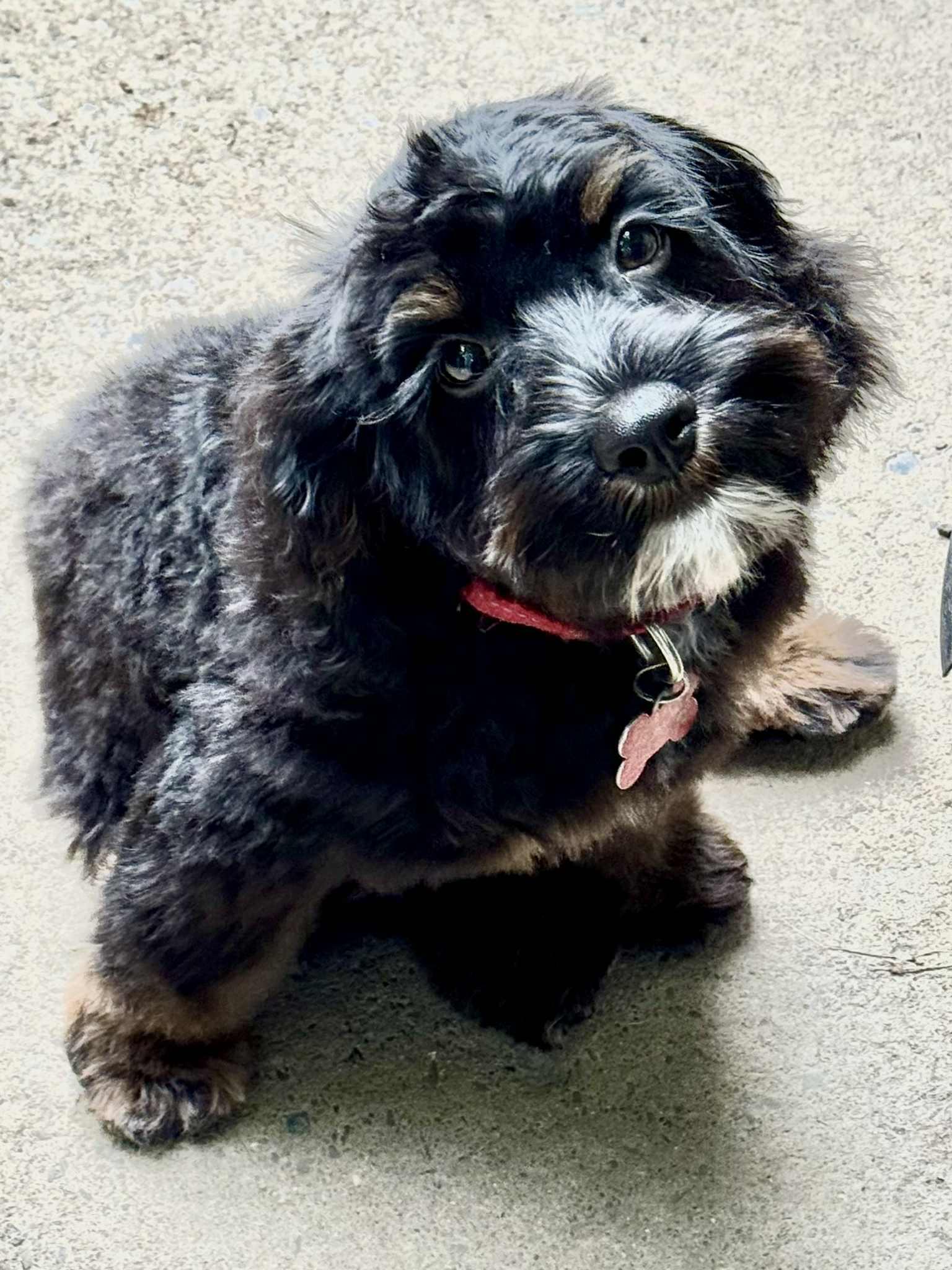 Oliver, a Adopted Cockapoo in Buffalo, NY image 3/3