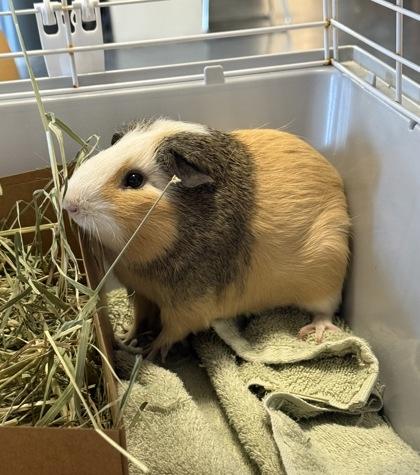 Enlarge Knoxville, a Adoptable mixed breed in Roseville, CA image 1/1