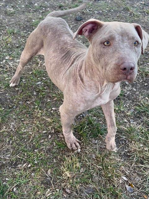 LYANNA, Adoptable, Adult Female Pit Bull Terrier.