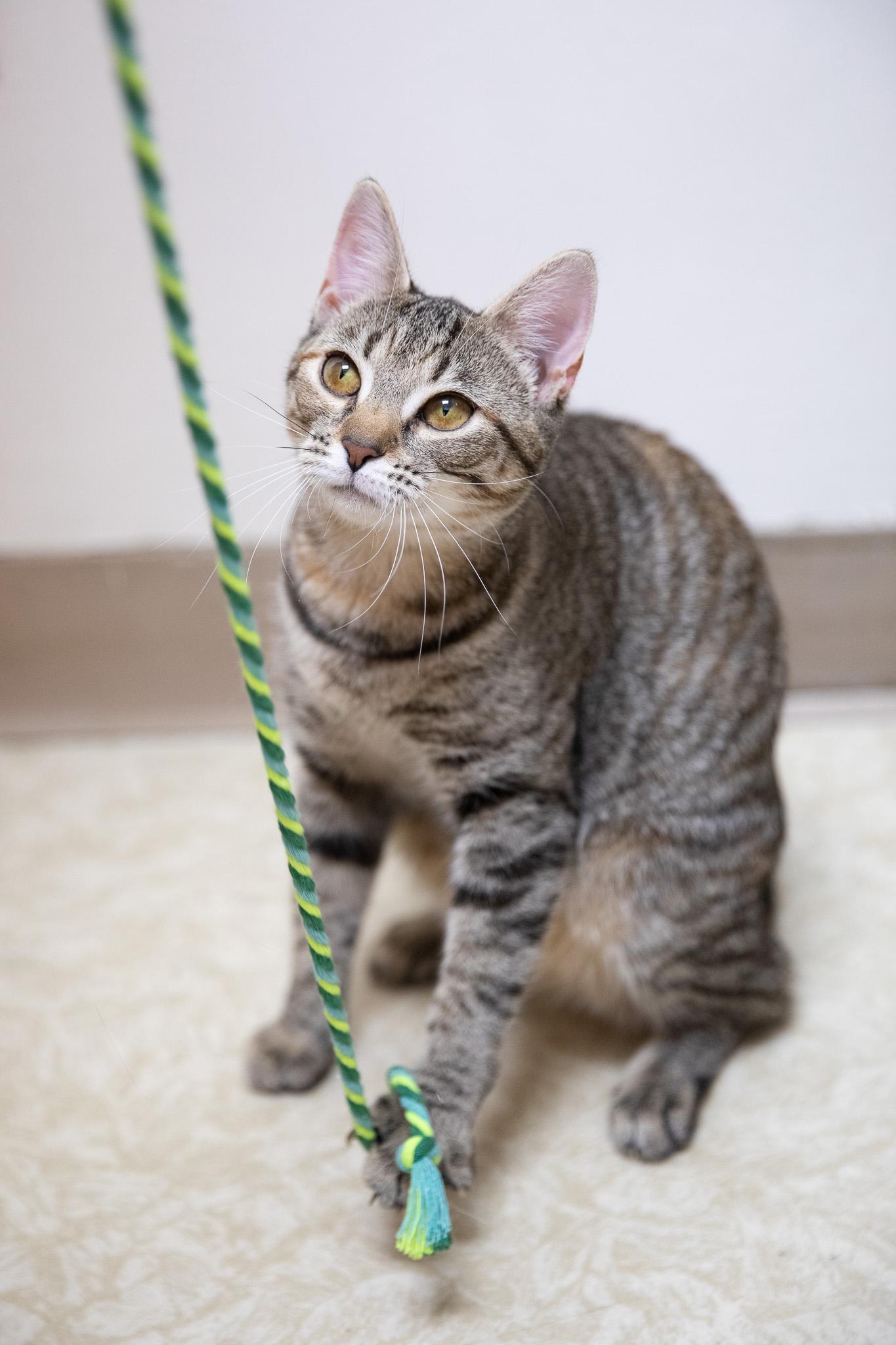 Enlarge Sophia, a ADOPTABLE Domestic Short Hair in Montclair, NJ image 2/6