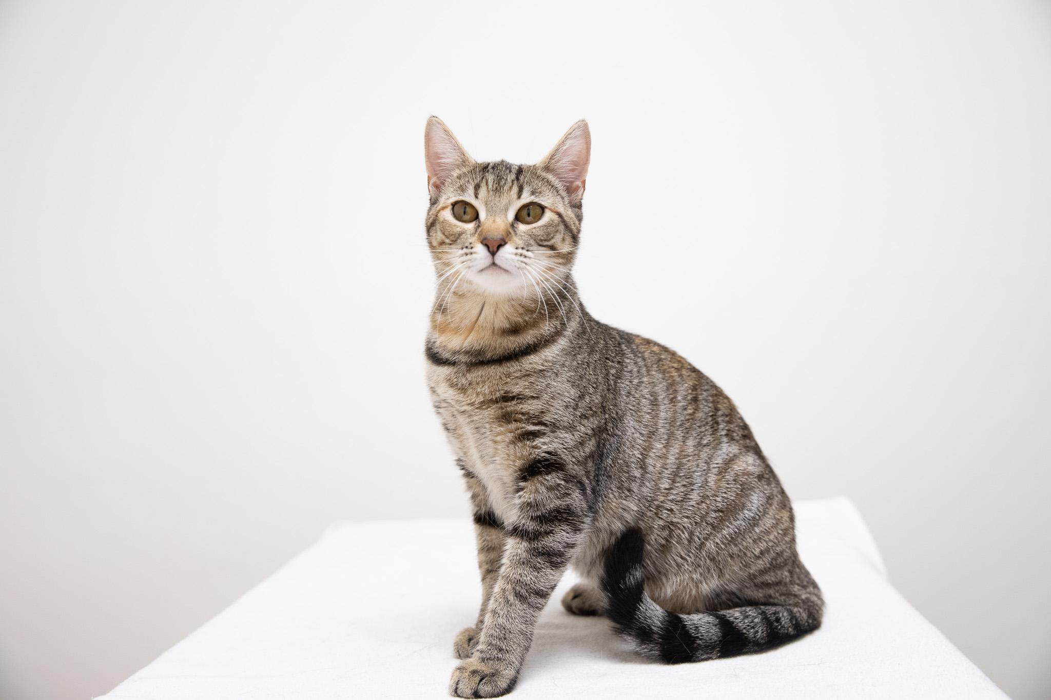 Enlarge Sophia, a ADOPTABLE Domestic Short Hair in Montclair, NJ image 6/6