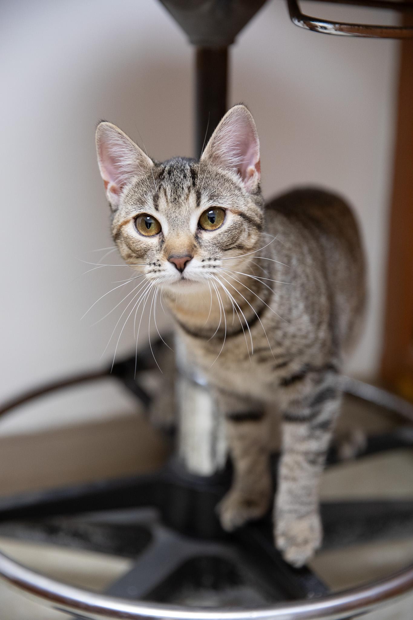 Enlarge Sophia, a ADOPTABLE Domestic Short Hair in Montclair, NJ image 1/6