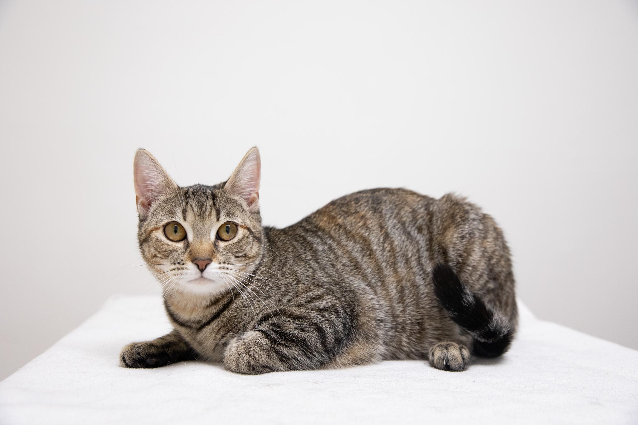 Enlarge Sophia, a ADOPTABLE Domestic Short Hair in Montclair, NJ image 4/6