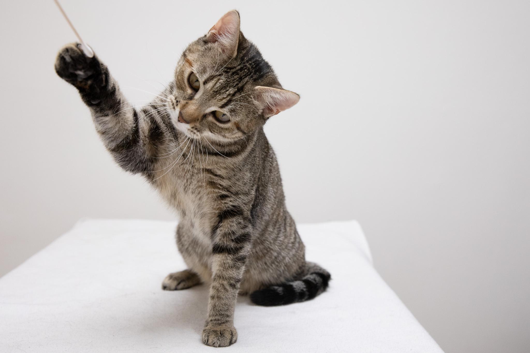 Enlarge Sophia, a ADOPTABLE Domestic Short Hair in Montclair, NJ image 3/6