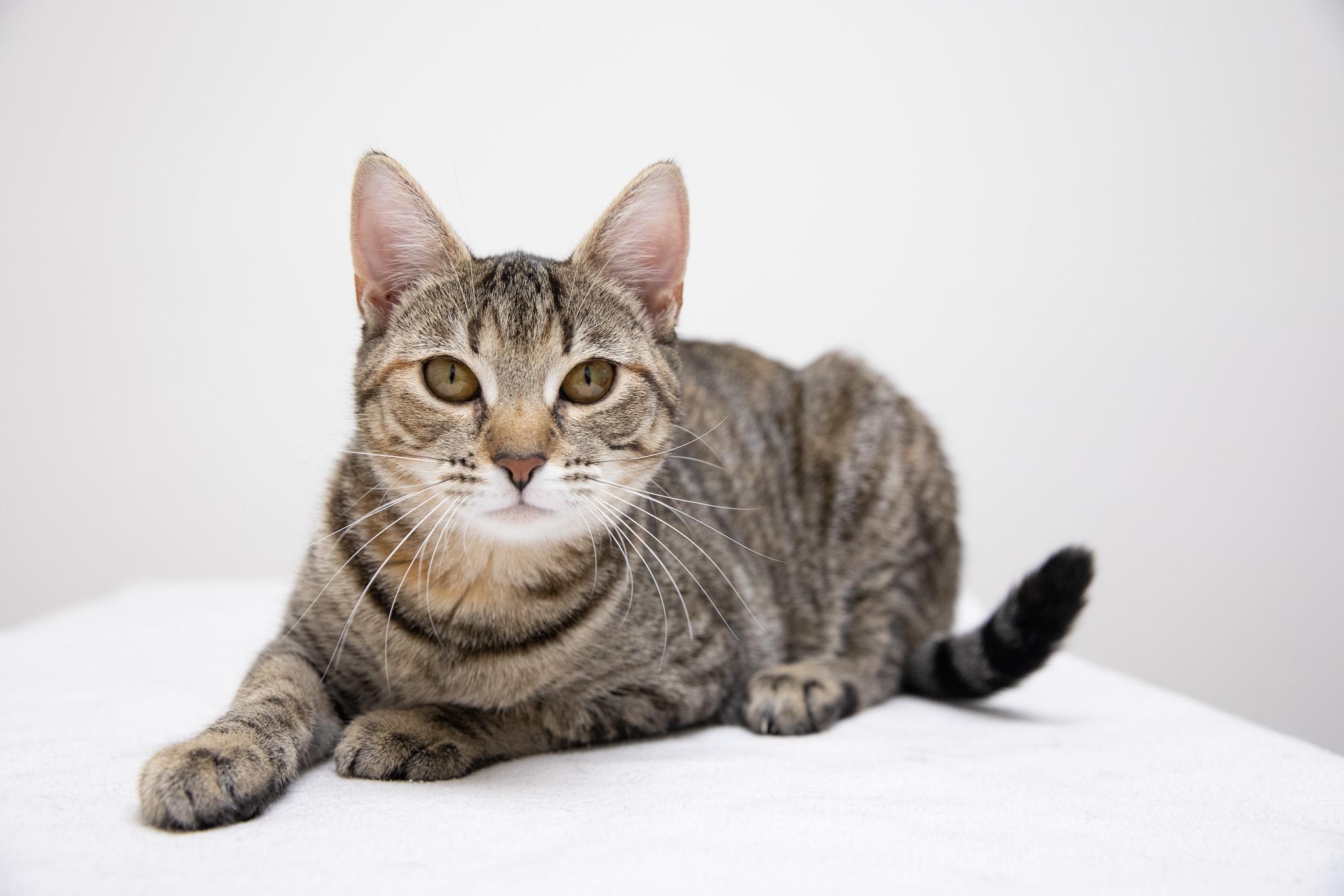 Enlarge Sophia, a ADOPTABLE Domestic Short Hair in Montclair, NJ image 5/6