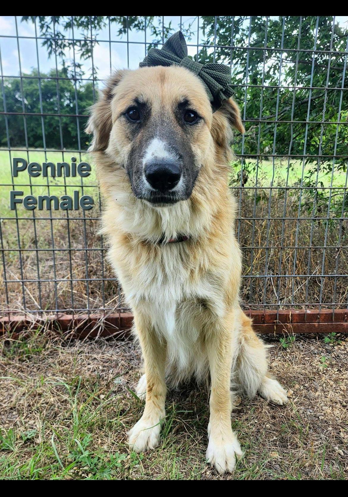 Miss Pennie cs, a ADOPTABLE mixed breed in Columbia, MD image 1/4