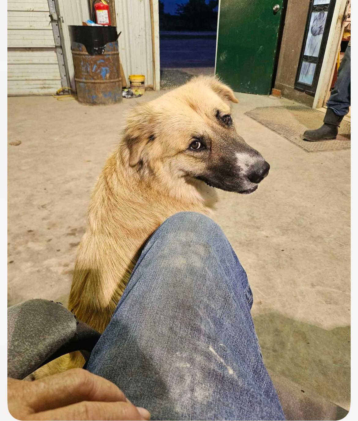 Miss Pennie cs, a ADOPTABLE mixed breed in Columbia, MD image 3/4