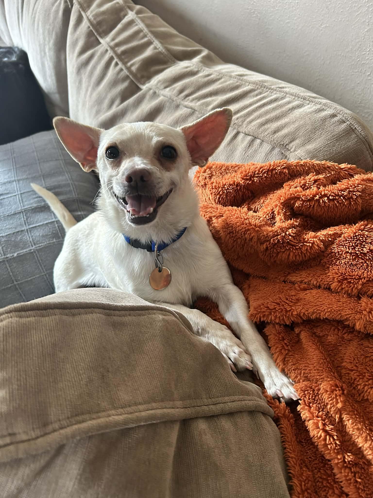 Enlarge Vinny, a ADOPTABLE Chihuahua in Oregon, OH image 1/3