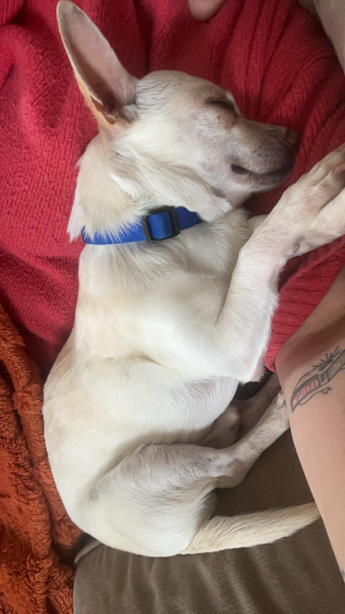 Enlarge Vinny, a ADOPTABLE Chihuahua in Oregon, OH image 3/3