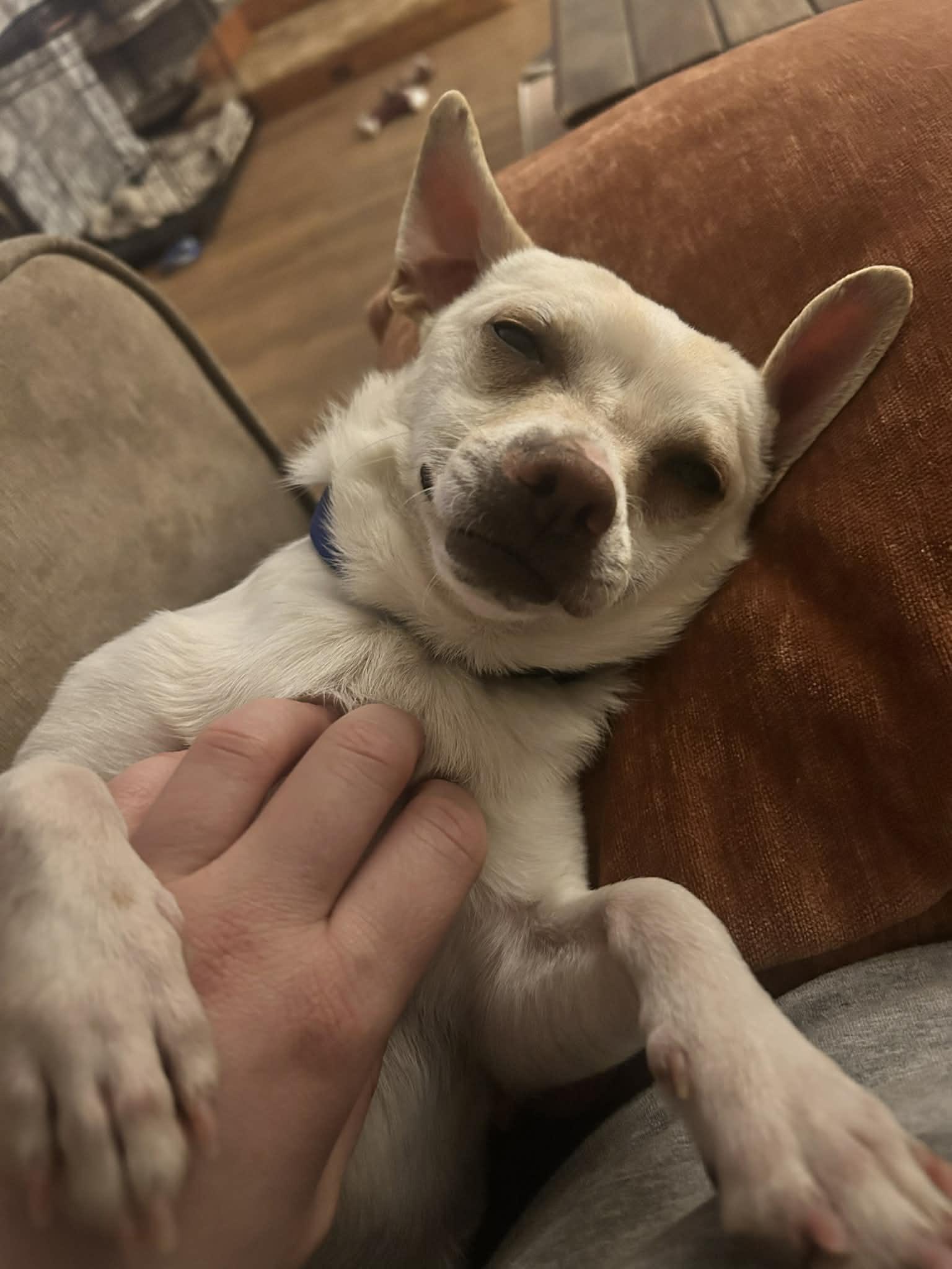 Enlarge Vinny, a ADOPTABLE Chihuahua in Oregon, OH image 2/3